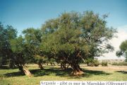 Arganie - gibt es nur in Marokko(Olivenart)
